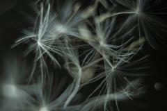 Marija-Buljeta-Starry Marija-Buljeta-Starry