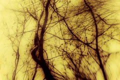 Metamorphosis Metamorphosis