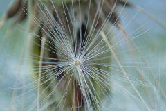 urdica-Dunatov-osjetljivost urdica-Dunatov-osjetljivost