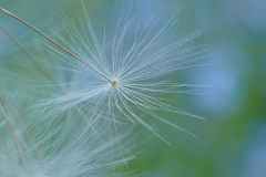 urdica-Dunatov-prstohvat-lakoce urdica-Dunatov-prstohvat-lakoce