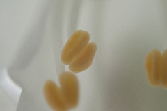 urdica-Dunatov-ritam-prirode urdica-Dunatov-ritam-prirode